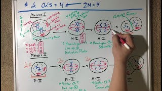 Meiosis Diagrams Drawing Demo  Virtual Lab [upl. by Reneta]