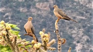 Desert Mourning Dove [upl. by Claiborne728]