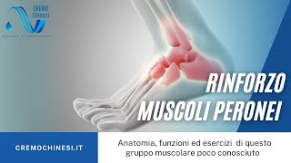 MUSCOLI PERONEI Anatomia funzioni ed esercizi [upl. by Zandt]