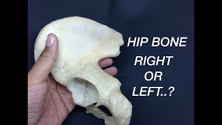 HIP BONE  SIDE DETERMINATION amp ANATOMICAL POSITION [upl. by Danyette]