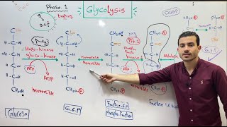 Glycolysis 1 Dr Ibrahim ElHusseiny [upl. by Eyks135]