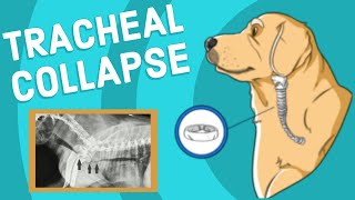 Tracheal Collapse in Dogs  Vet Explains [upl. by Ydnec843]