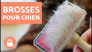 Type de brosses pour chien  À découvrir vite [upl. by Esinet]