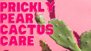 Prickly Pear Opuntia Plant Care Guide For Beginners [upl. by Bosson863]