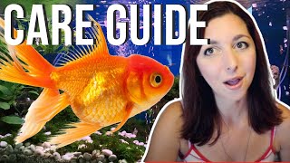 Goldfish Beginner Care Guide  Basic Care For Goldfish [upl. by Eraste]