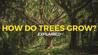 How Trees Grow  Eco Facts  One Tree Planted [upl. by Eioj]