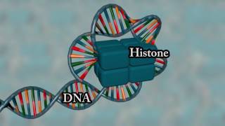 Chromosome structure  Medical animation [upl. by Aleil]