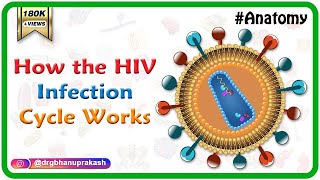 How the HIV Infection Cycle Works  Animated microbiology [upl. by Euqinad]