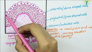 Transitional Epithelium [upl. by Airtal446]