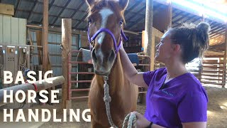 Basic Horse Handling for the Veterinary Technician [upl. by Lennod]