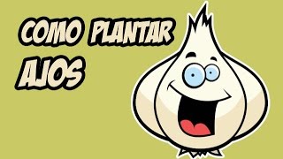 Como Plantar Ajos en Huerto Orgánico  El cultivo paso a paso [upl. by Eltsirhc]