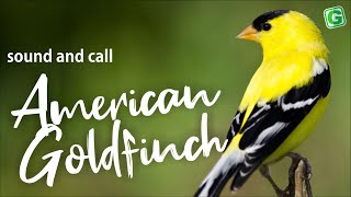 American Goldfinch Song Sound Call And Singing [upl. by Drolet]