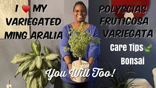 89 Houseplant Spotlight  🌳Variegated Ming Aralia Polyscias fruticosa Care and Bonsai Tips [upl. by Akirahc]