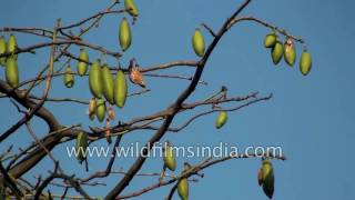 Ceiba pentandra or Kapok Silk cotton tree [upl. by Aikehs]