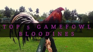 TOP 5 GAMEFOWL BLOODLINES [upl. by Kristel]