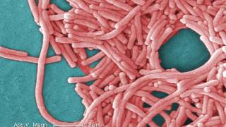 Legionnaires Disease What You Need to Know [upl. by Trebmal]