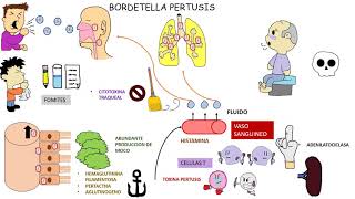 Bordetella Pertusis  TOS FERINA [upl. by Bolger37]