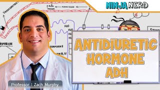 Endocrinology  Antidiuretic Hormone ADH [upl. by Norrehs]