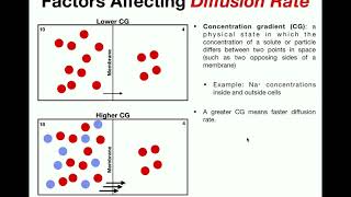 Factors that Affect Diffusion Rate [upl. by Dyraj]