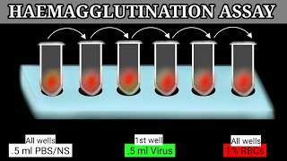 Haemagglutination Assay  HA Assay  HA Test [upl. by Bartley957]