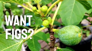 Fig Tree Wont Fruit 1 Simple Trick [upl. by Merril]