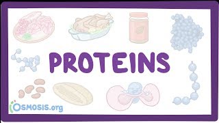 Proteins [upl. by Ilyssa602]