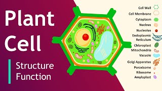 Plant cell Structure and Function  Plant Cell Model  Basic Science Series [upl. by Mignon]