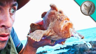 MONSTER FROGFISH FOUND [upl. by Mccully1]