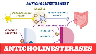 Anticholinesterases  Pharmacology [upl. by Melina676]