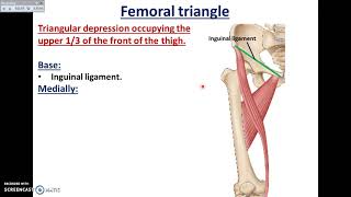 Overview of Lower Limb 31  Boundaries of the Femoral Triangle  Dr Ahmed Farid [upl. by Llertnov]