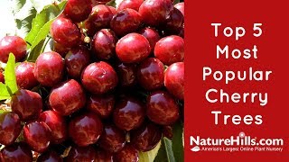 Top 5 Most Popular Cherry Trees  NatureHills com [upl. by Nireves]