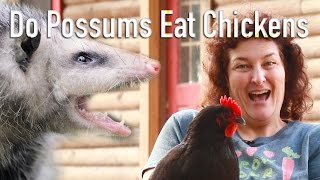 Do Possums Eat Chickens [upl. by Aranahs]