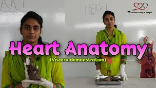 Heart anatomy in Bangla  Parts Blood supply Nerve supply  Viscera demonstration [upl. by Guyer]