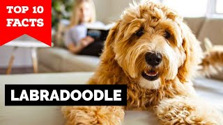 Labradoodle  Top 10 Facts [upl. by Anilehs40]