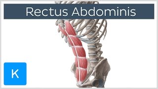 Rectus Abdominis Muscle Overview  Anatomy  Kenhub [upl. by Rancell]