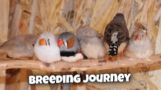 My Zebra Finch Breeding Journey [upl. by Haugen]