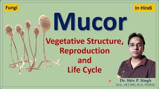 Mucor  Structure  Life cycle [upl. by Adabel]