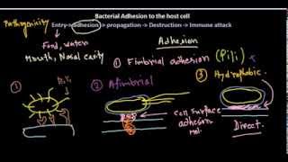 Tos ferina Bordetella pertussis [upl. by Amary548]