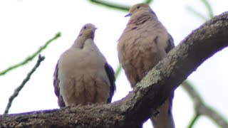 Dove nest making amp whistle wing sound [upl. by Domenico]