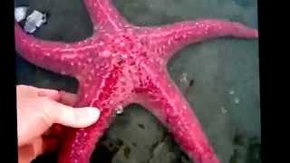 Starfish facts 11 facts about Sea Stars [upl. by Clarance]