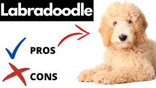 Labradoodle Pros And Cons  Should You REALLY Get A LABRADOODLE [upl. by Mariand]