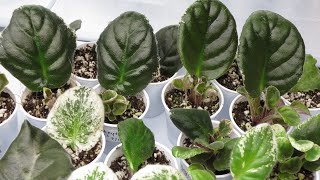 African Violets  LEAF PROPAGATION Tutorial [upl. by Atilrahc934]