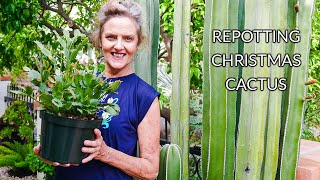 HOUSEPLANT REPOTTING CHRISTMAS CACTUS JoyUsGarden [upl. by Nostets]