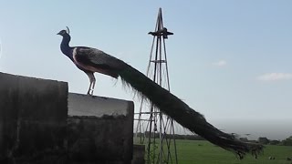 Pavo Real  Conoce todo sobre este exótico animal [upl. by Ahsikat]