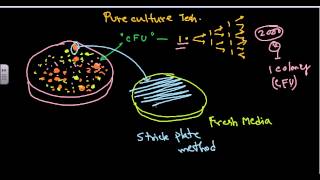 Pure culture isolation techniques [upl. by Kathy476]