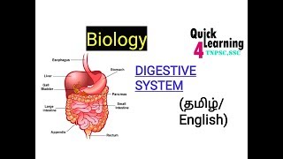 Digestive System in TamilEnglish TNPSC SSCUPSC [upl. by Allecsirp519]