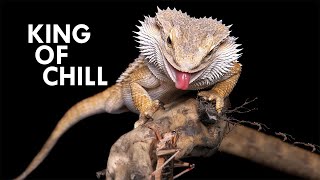 Bearded Dragon The King of Chill [upl. by Harimas]