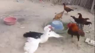 pato vs gallo con musica de linkin park de fondo [upl. by Kilgore]