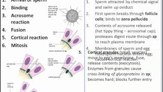 The Process of Fertilization IB Biology [upl. by Aztilem]