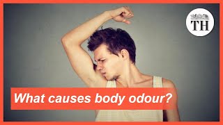 What causes body odour to smell pungent [upl. by Lyndon]